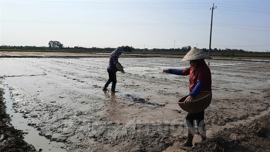 VIDEO: Tập trung khôi phục sản xuất và chăm sóc lúa Đông Xuân